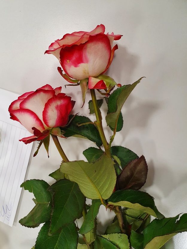 MicrosoftTeams-image 1 crop