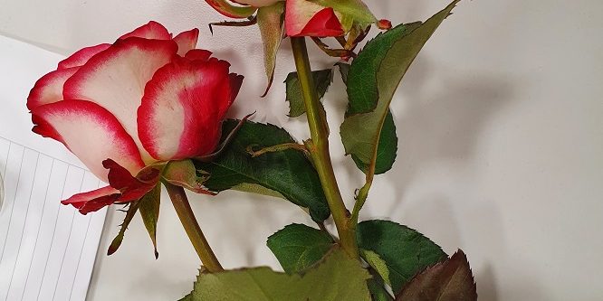 MicrosoftTeams-image 1 crop