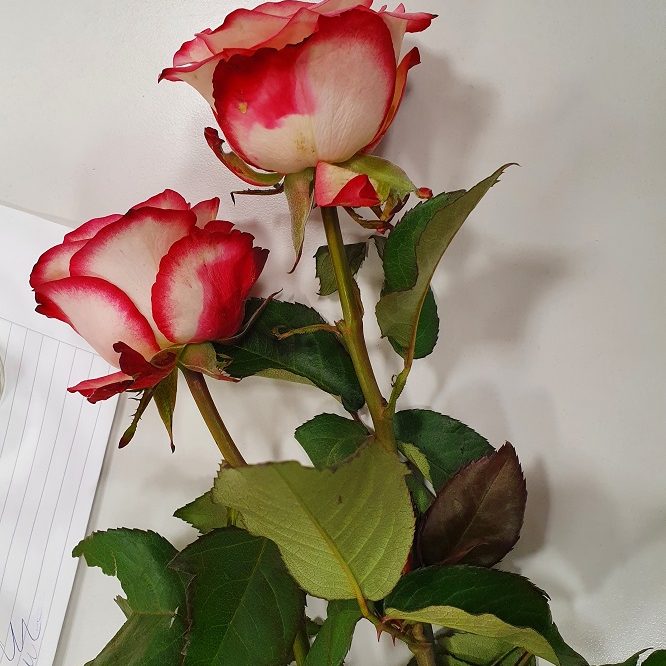 MicrosoftTeams-image 1 crop