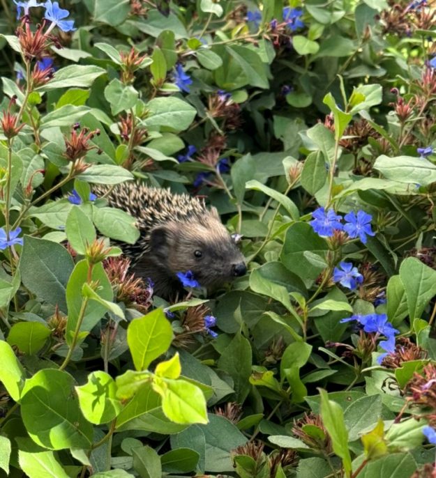 C61F07E1-B438-467E-9958-4DD37CFBA520_1_105_c