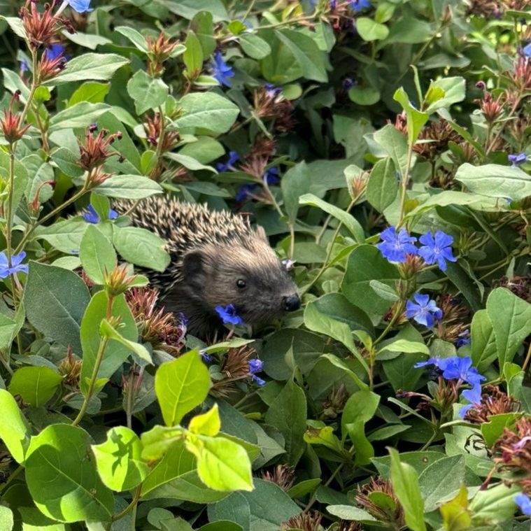 C61F07E1-B438-467E-9958-4DD37CFBA520_1_105_c